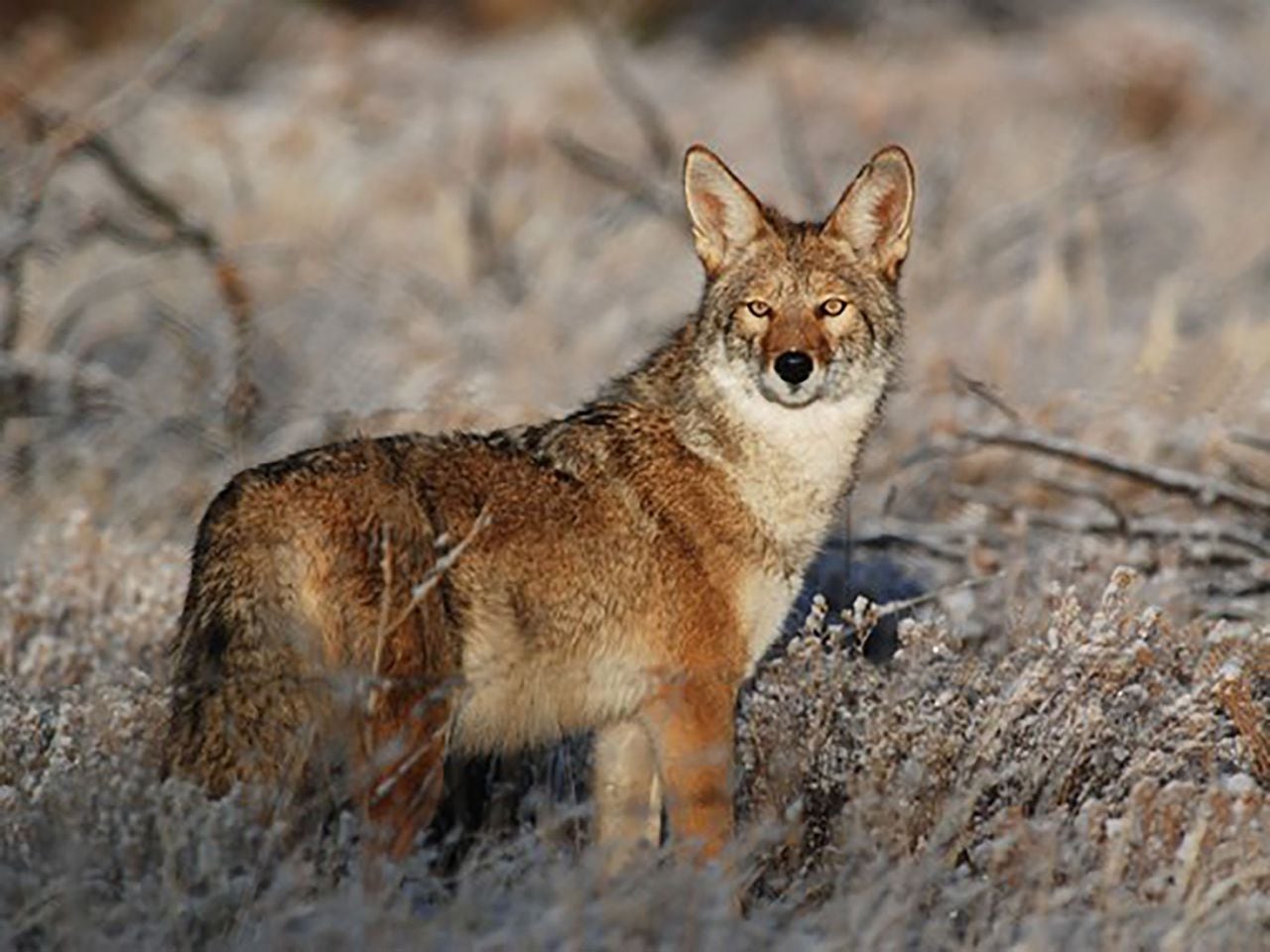 how to hunt coyotes Coyotes coyote panoramic