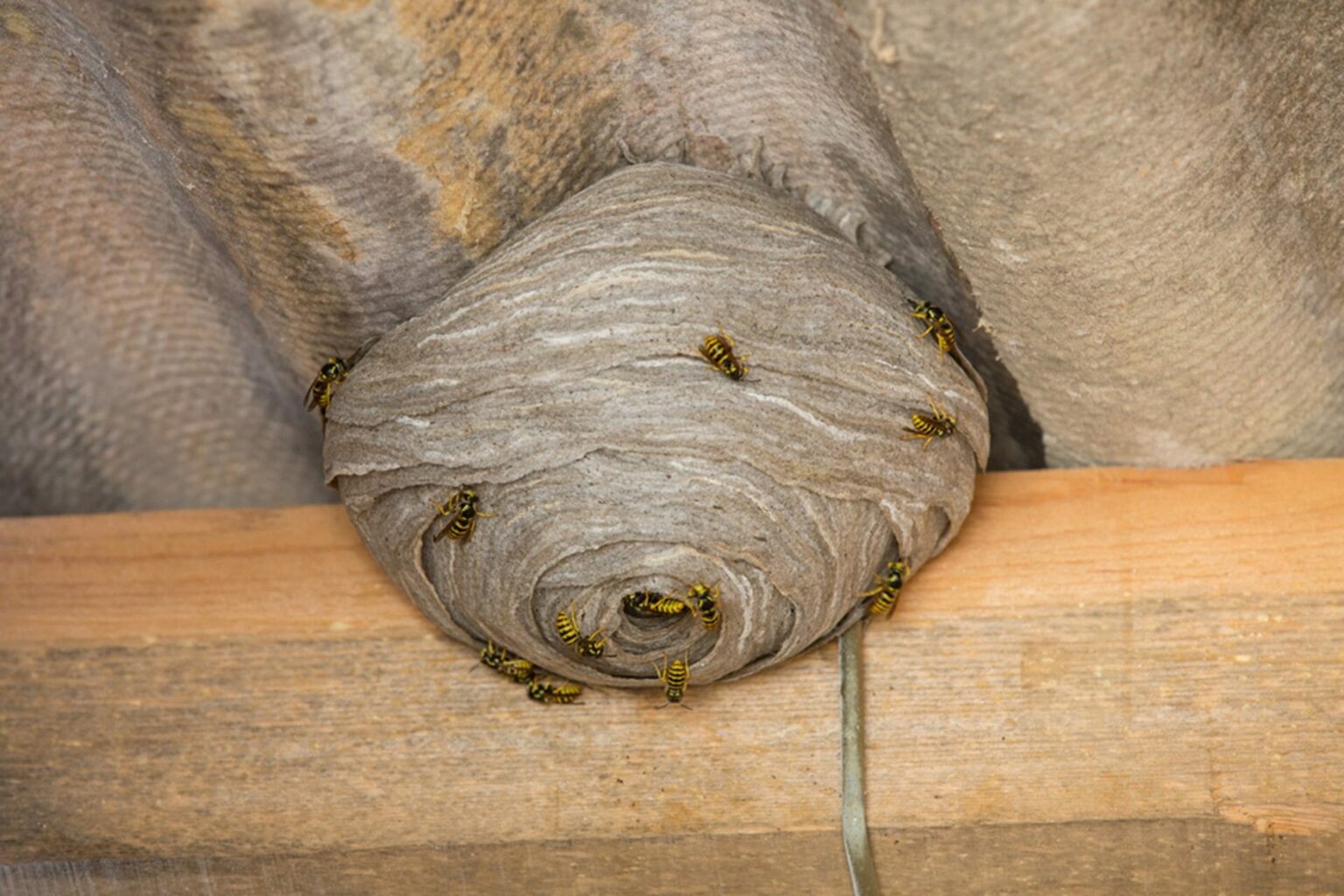 how to remove yellow jacket nest Yellow ground jacket nest removal