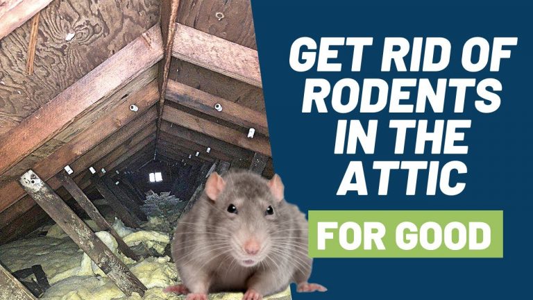 how to get rid of rats in walls Rats cavity rat