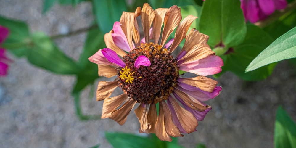 how to harvest zinnia seeds The old post road: how to save zinnia seeds